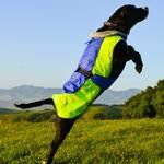 Alpine All-Weather Dog Coat - Blue and Green (Option: Large)
