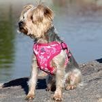 Wrap and Snap Choke Free Dog Harness by Doggie Design - Pink Hibiscus (Option: Medium)