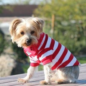 Striped Dog Polo - Flame Scarlet Red and White (Option: 3X-Large)