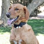 Universal Dog Bow Tie - Black with Starter Collar (Option: Medium)
