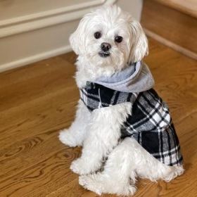 Weekender Dog Sweatshirt Hoodie - White (Option: Small)