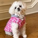 Weekender Dog Sweatshirt Hoodie - Pink & White Plaid (Option: Medium)